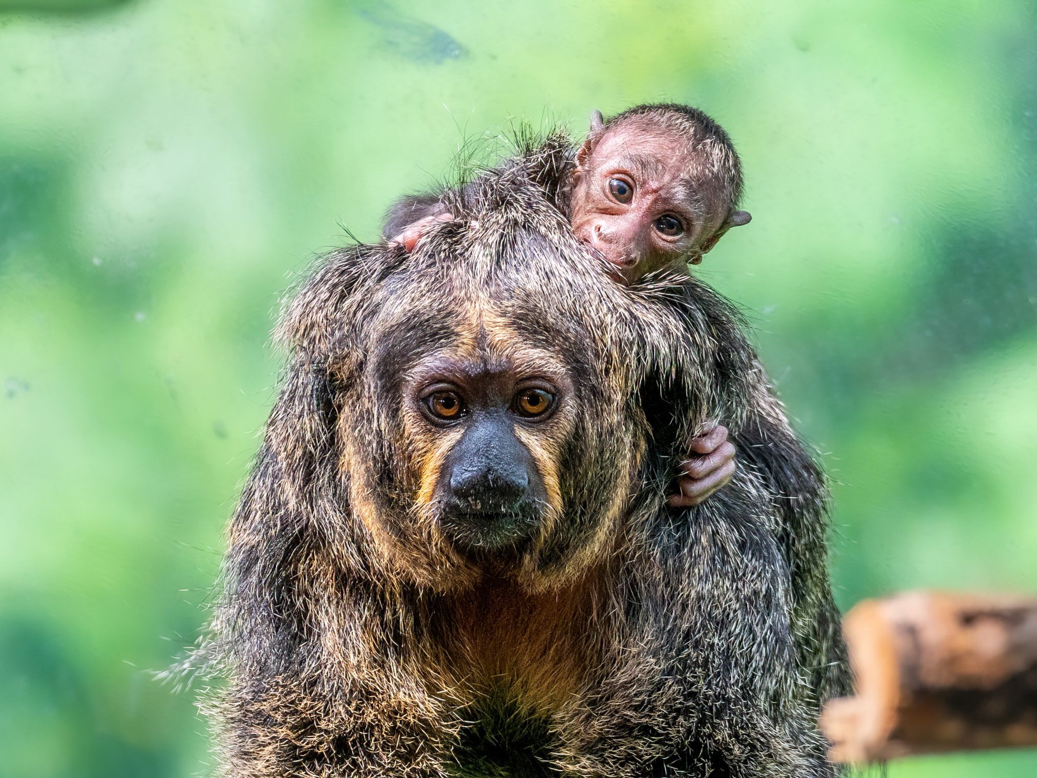 Das Affenbaby und seine Mutter im Haus des Meeres in Wien. Das Affenbaby und seine Mutter im Haus des Meeres in Wien.