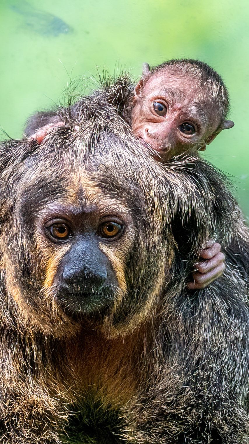 Das Affenbaby und seine Mutter im Haus des Meeres in Wien.