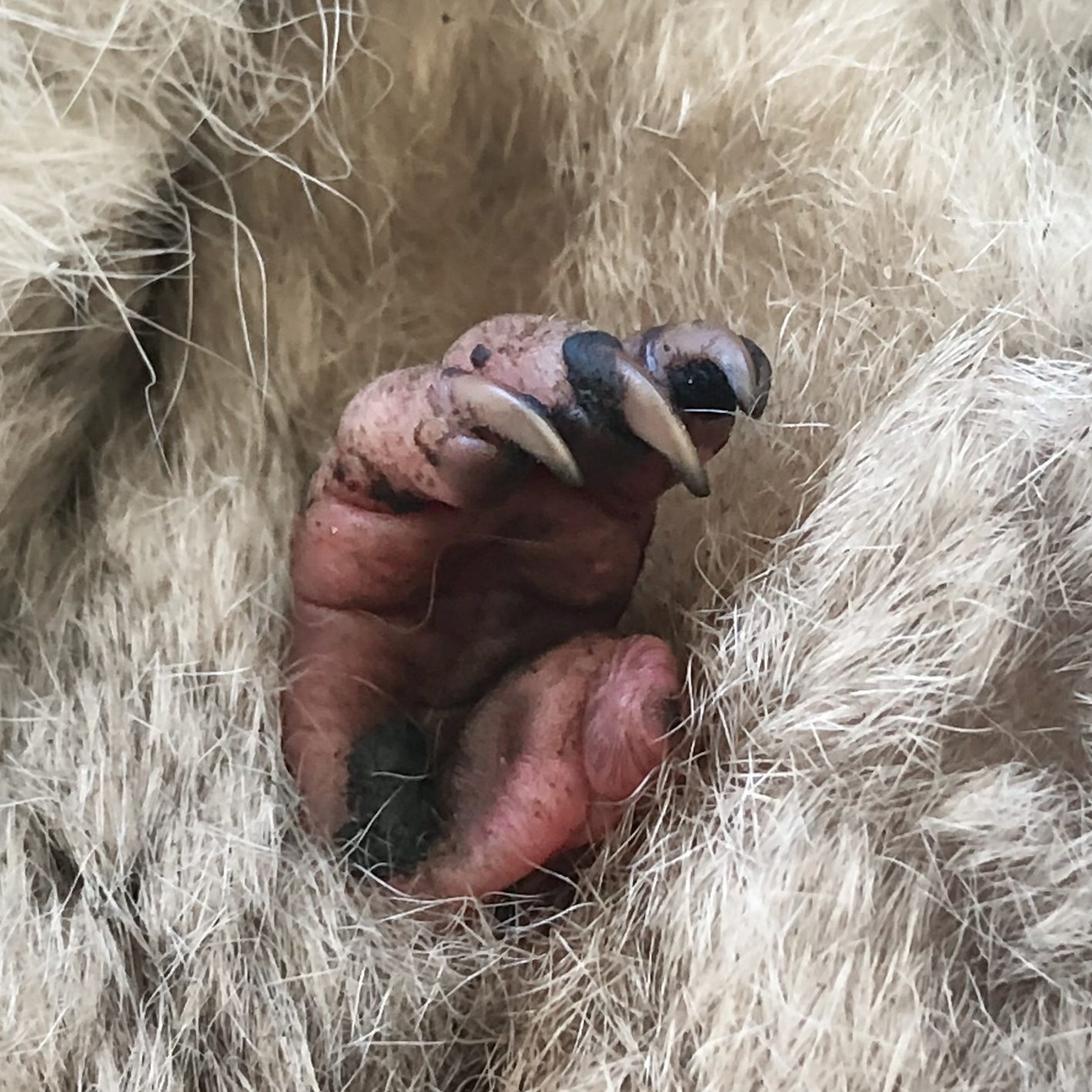 Das Jungtier wurde im September 2022 geboren und ist nun überraschen gestorben.