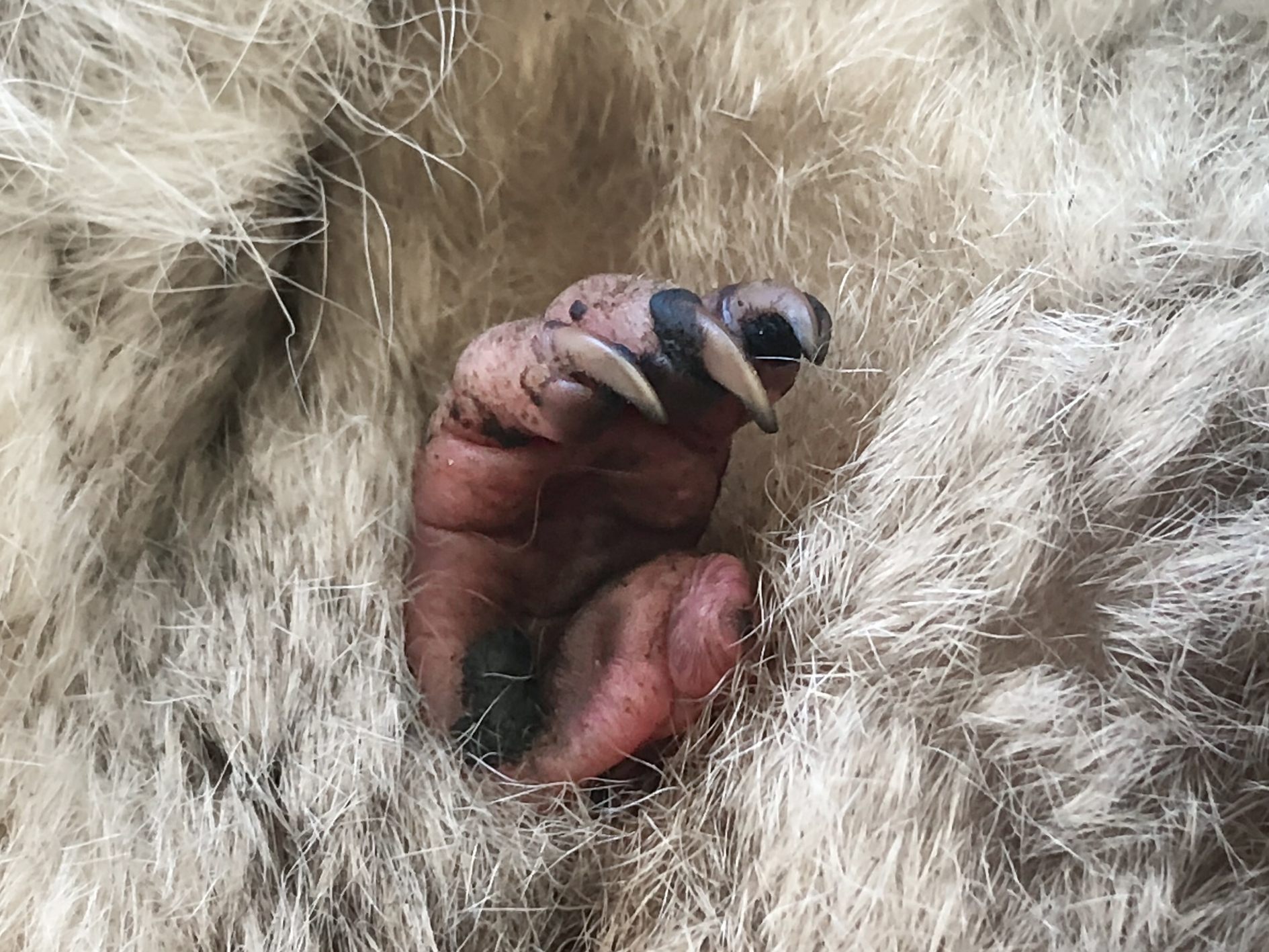 Das Jungtier wurde im September 2022 geboren und ist nun überraschen gestorben. Das Jungtier wurde im September 2022 geboren und ist nun überraschen gestorben.