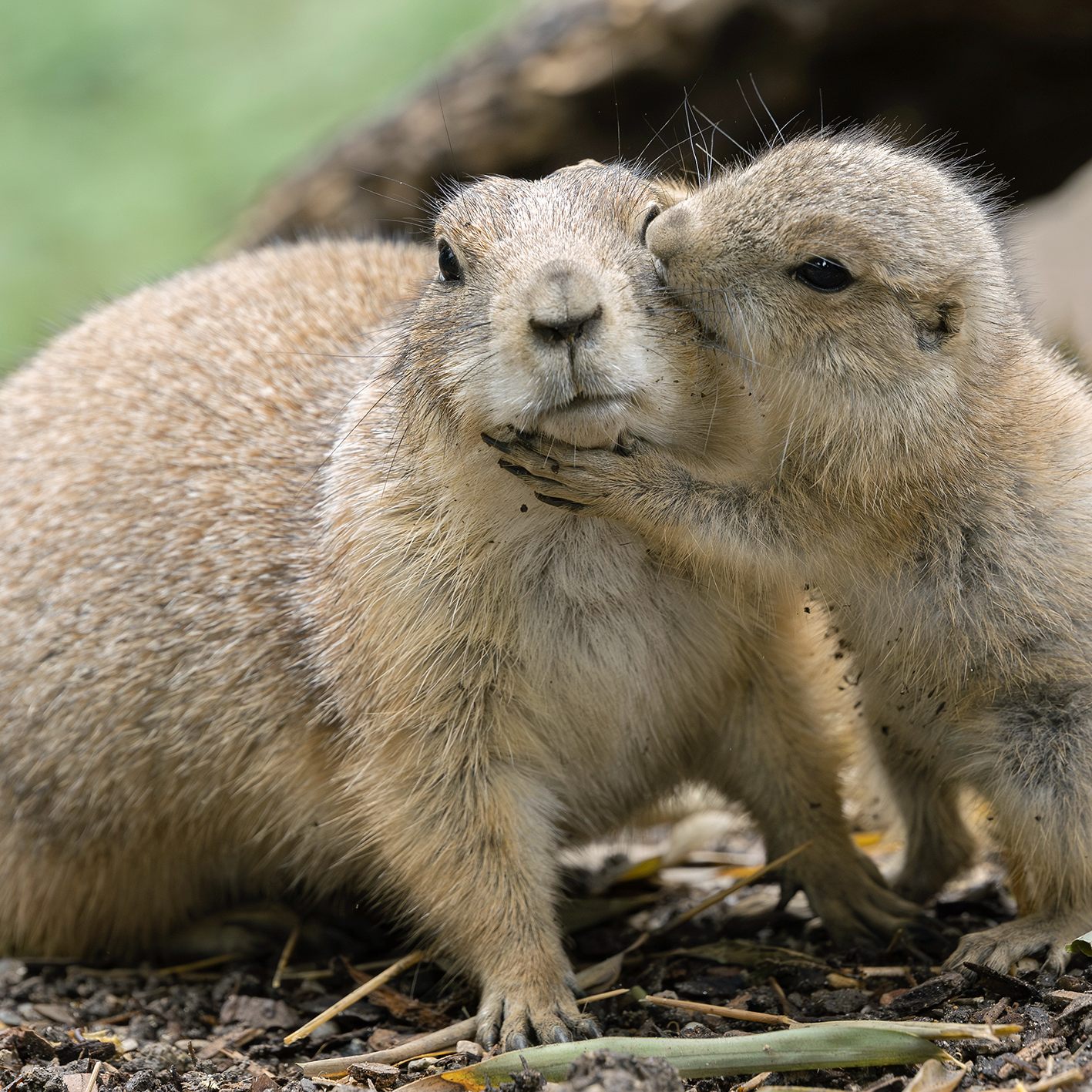 Präriehunde: Wiener Zoo freute sich über Nachwuchs.