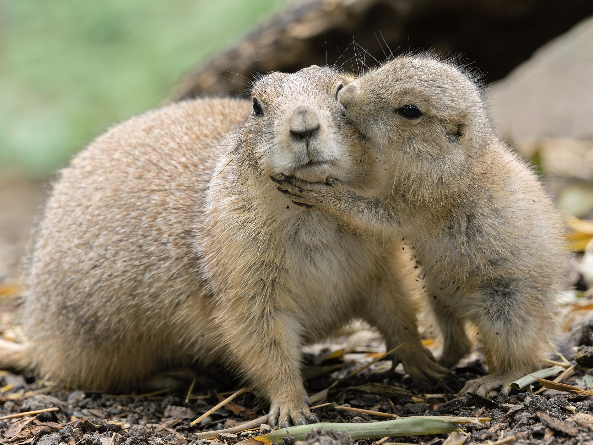 Präriehunde: Wiener Zoo freute sich über Nachwuchs.