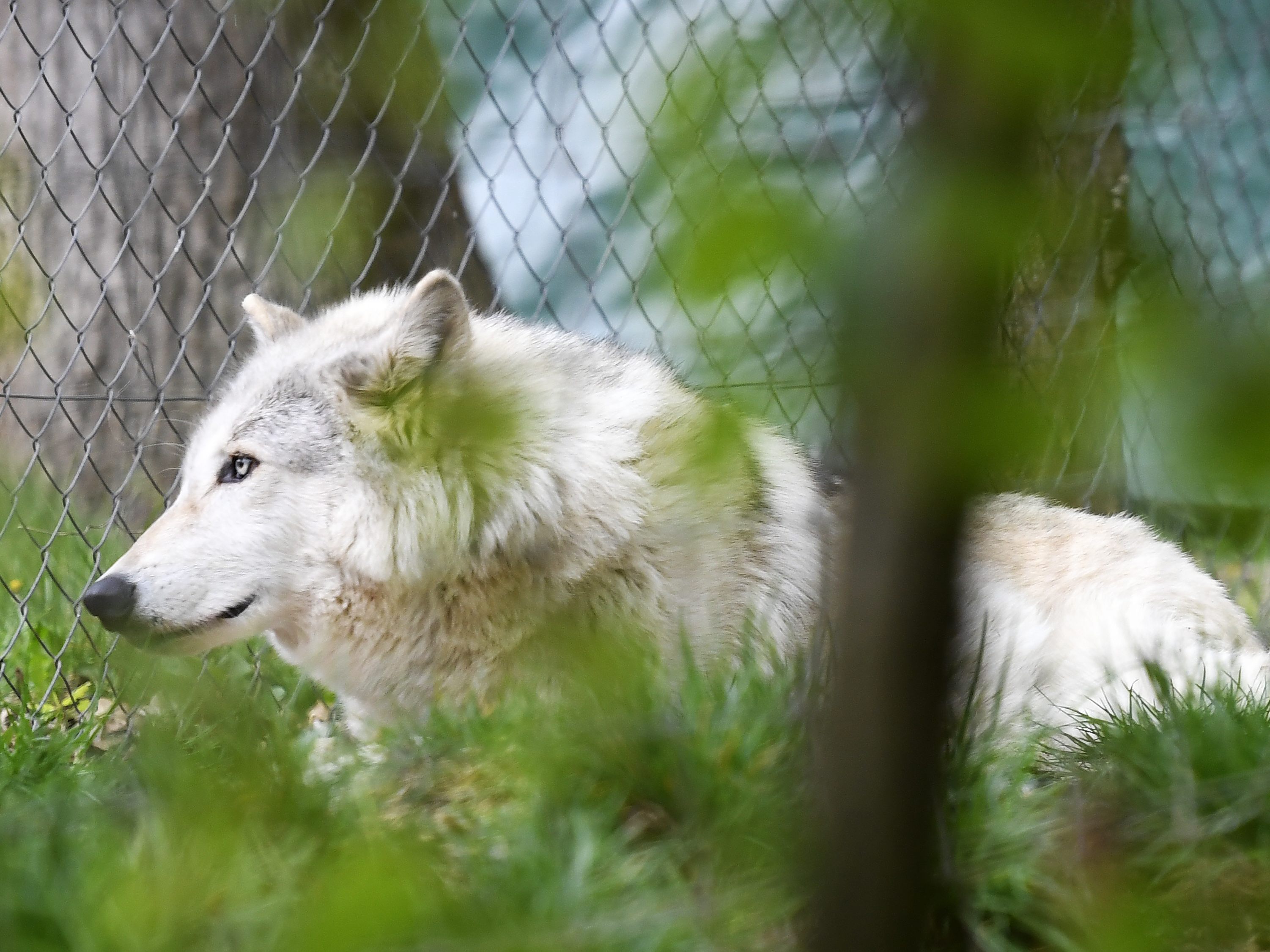 Immer mehr Bundesländer ermöglichen Wolfs-Abschüsse. Immer mehr Bundesländer ermöglichen Wolfs-Abschüsse.