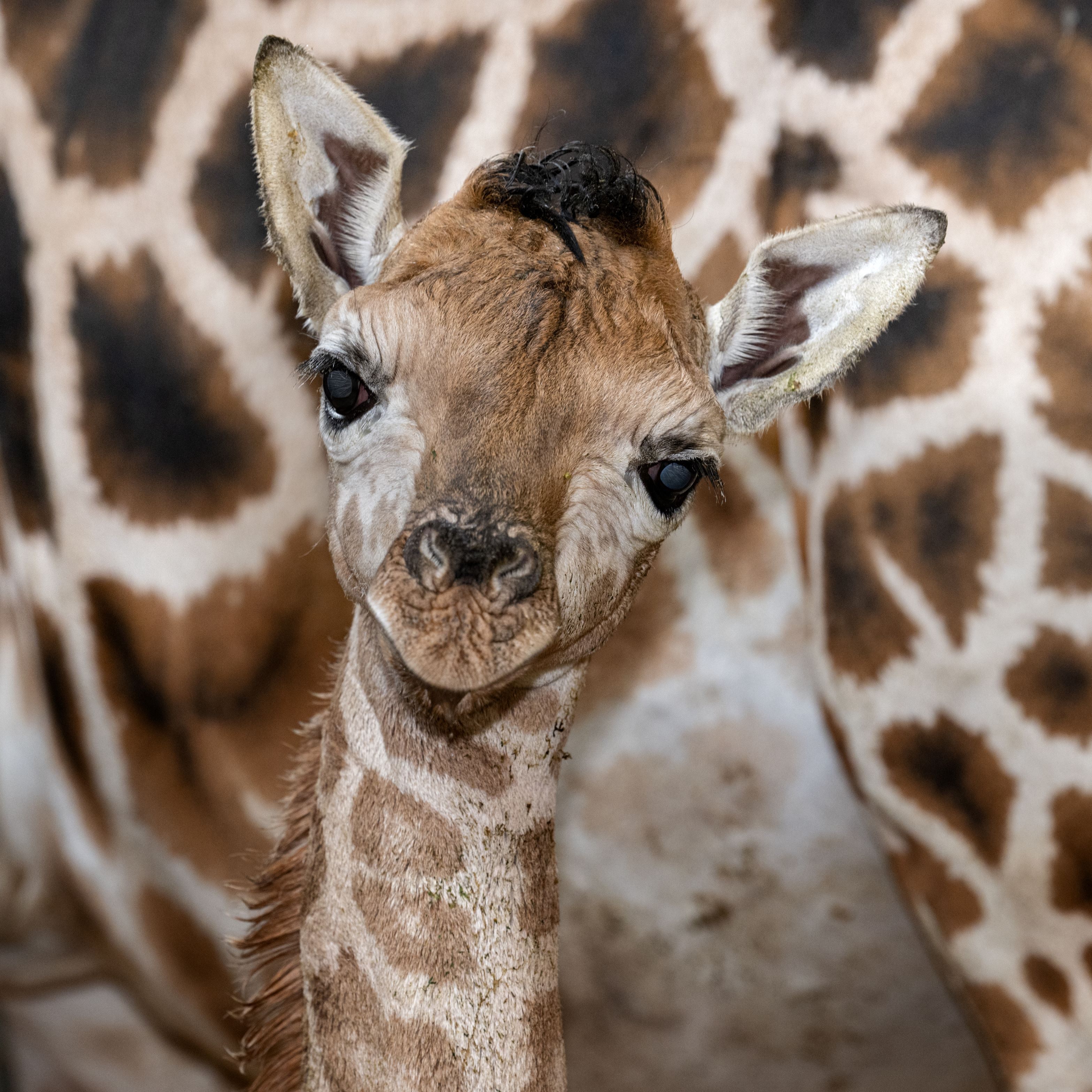 Die Tierpfleger tauften das "Riesenbaby" auf den Namen Ivie.