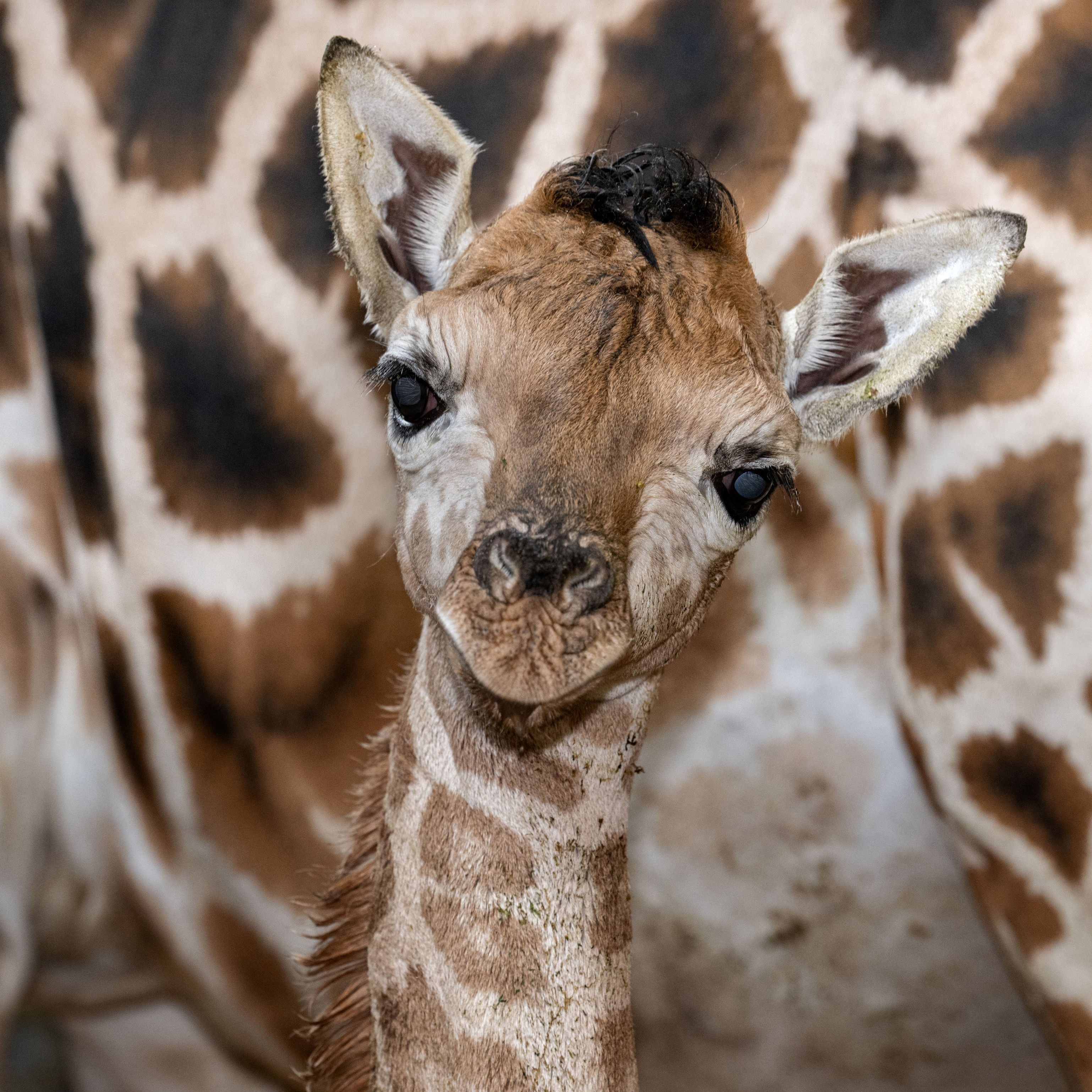 Tierpfleger tauften Riesenbaby auf den Namen Ivie.