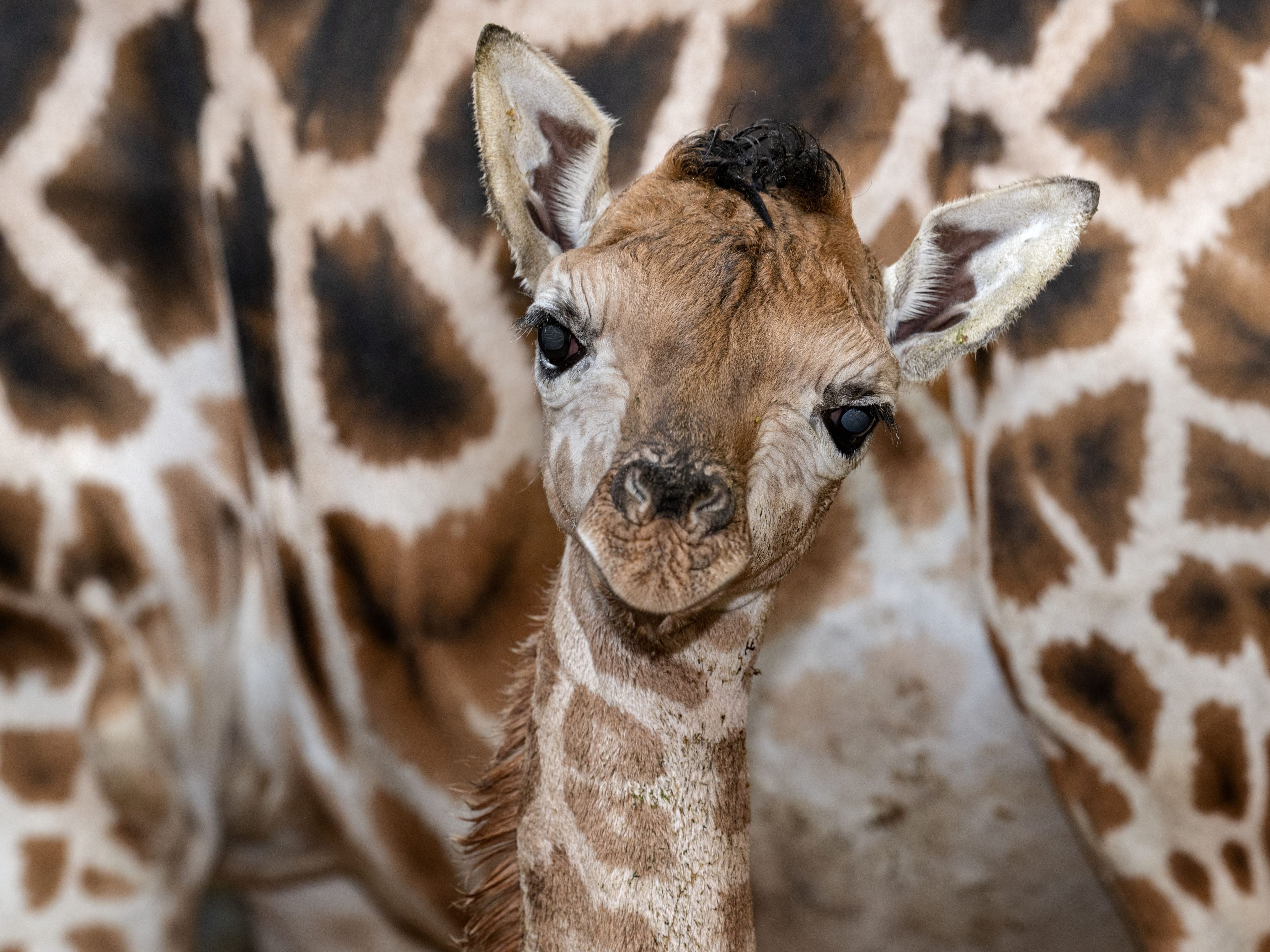 Tierpfleger tauften Riesenbaby auf den Namen Ivie.