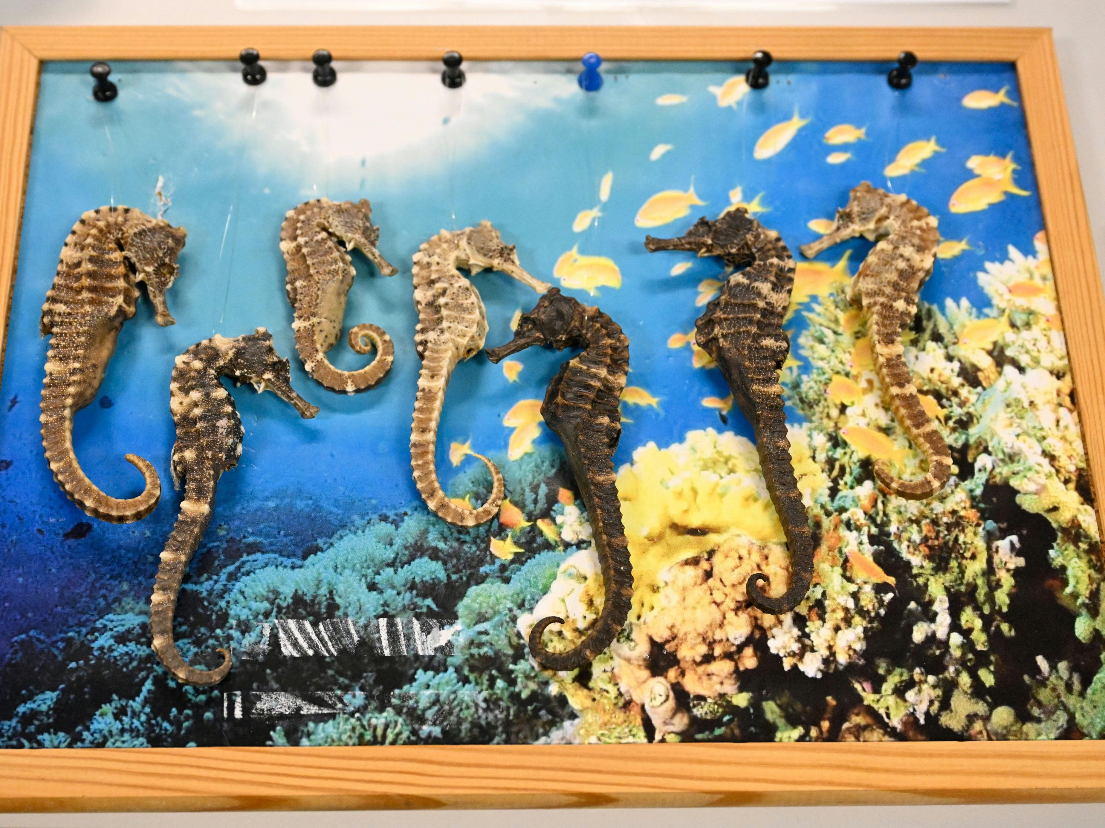 Das Bild zeigt vom Zoll beschlagnahmte Seepferdchen.