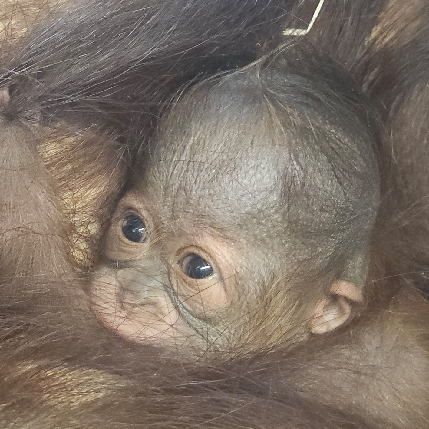 Das Geschlecht des Neuzugangs ist noch unbekannt.