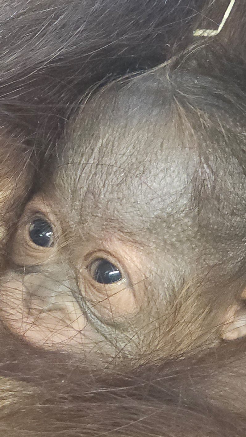 Das Geschlecht des Neuzugangs ist noch unbekannt.