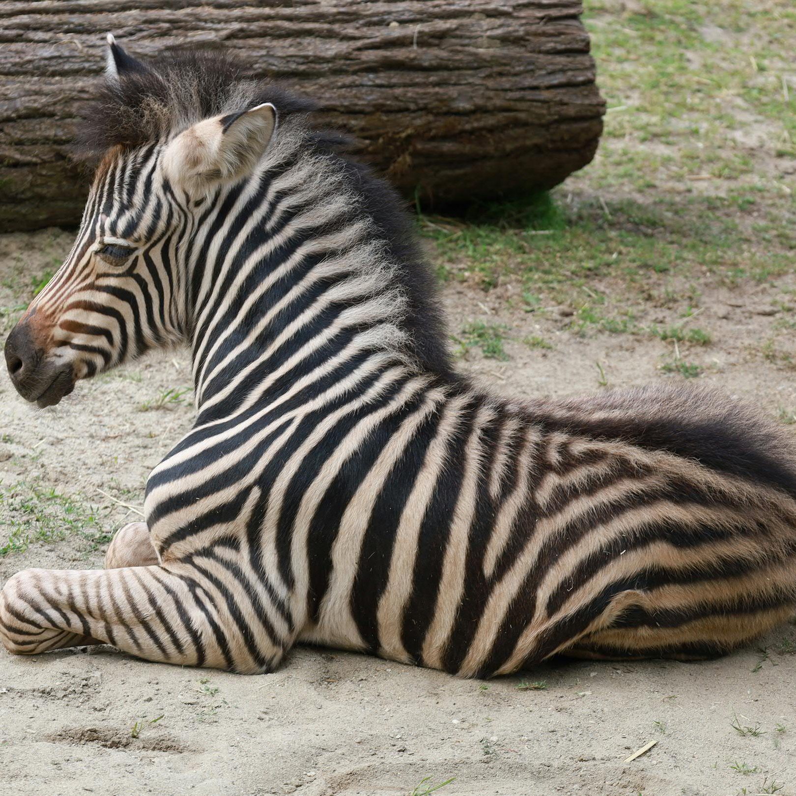 Zoo Linz: Zebra-Fohlen bezaubert Personal.