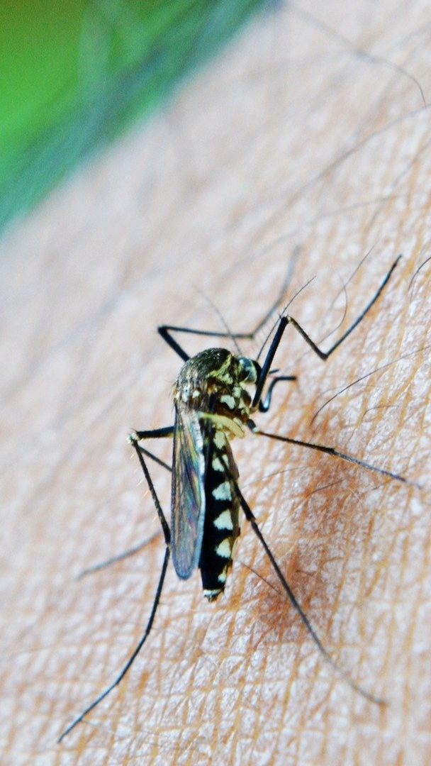 Der APA-Faktencheck zu einem viralen Mückenstich-Foto.