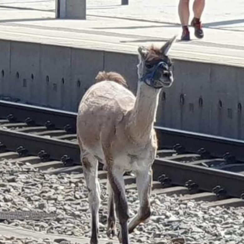 Lamas sorgten in Wien für ein Zug-Chaos.
