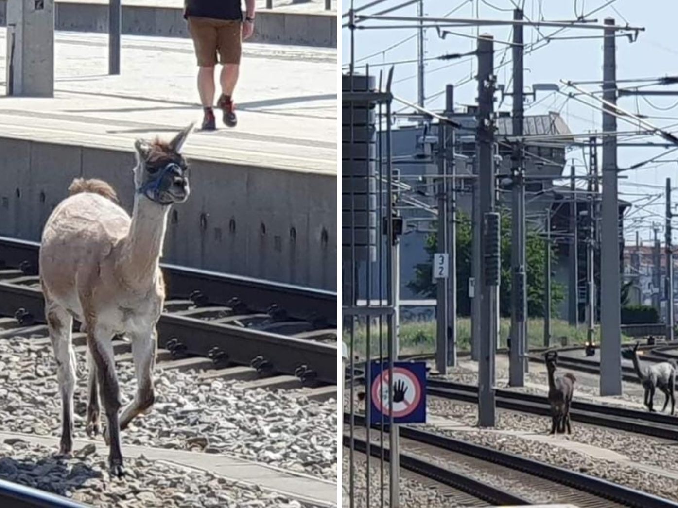 Lamas sorgten in Wien für ein Zug-Chaos. Lamas sorgten in Wien für ein Zug-Chaos.