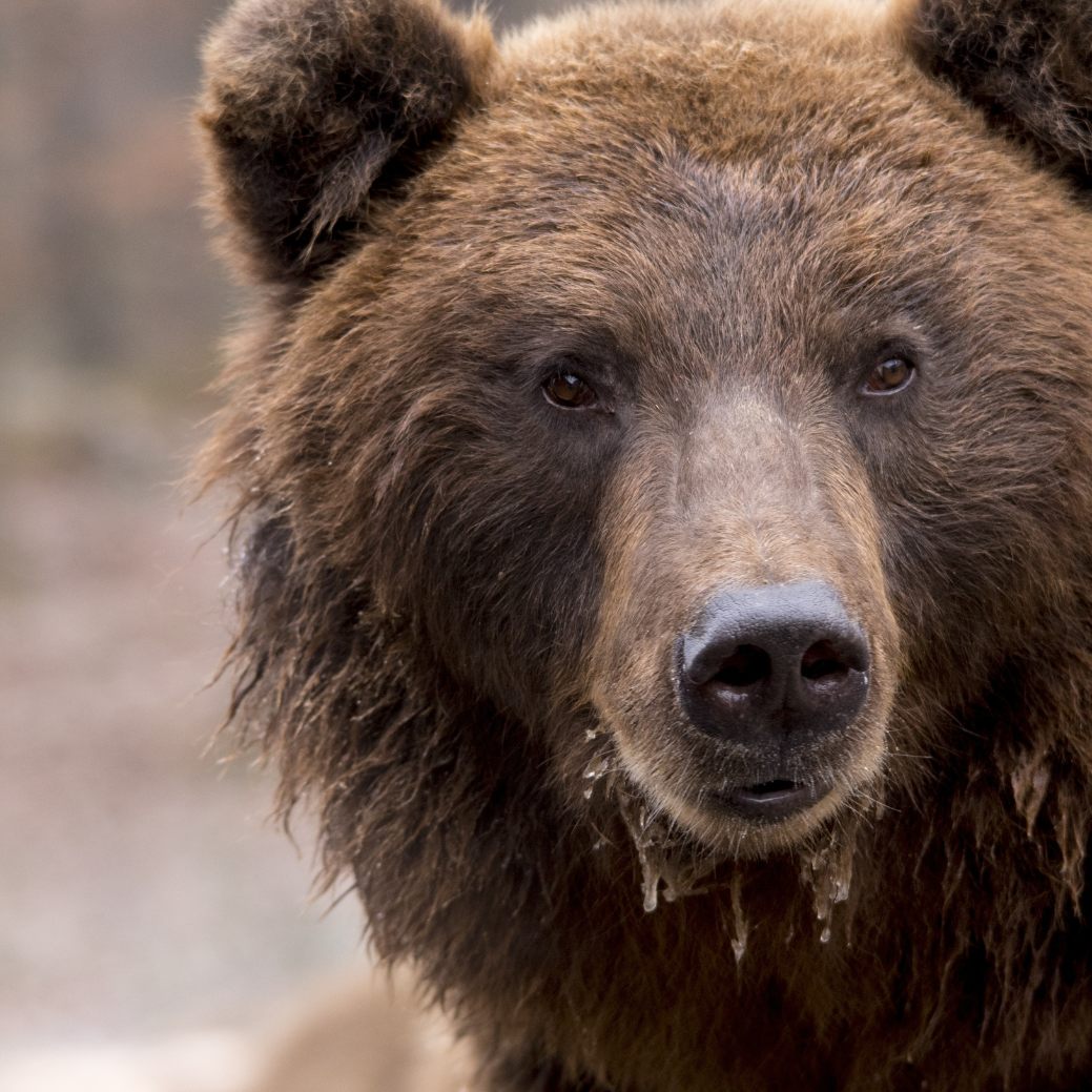 Im Bezirk Baden wurde angeblich ein Braunbär gesichtet.