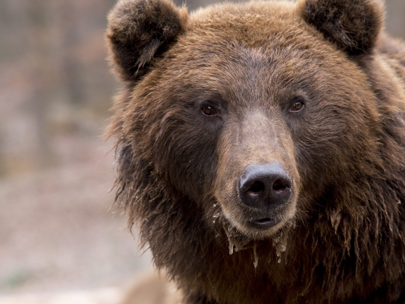 Im Bezirk Baden wurde angeblich ein Braunbär gesichtet. Im Bezirk Baden wurde angeblich ein Braunbär gesichtet.