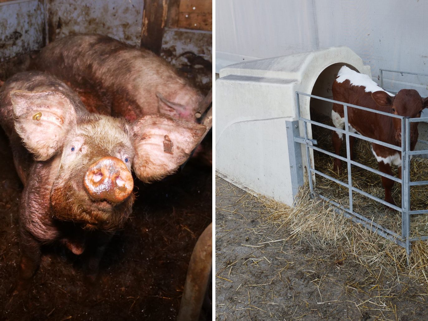 Missstände in Bauernhof in Niederösterreich.