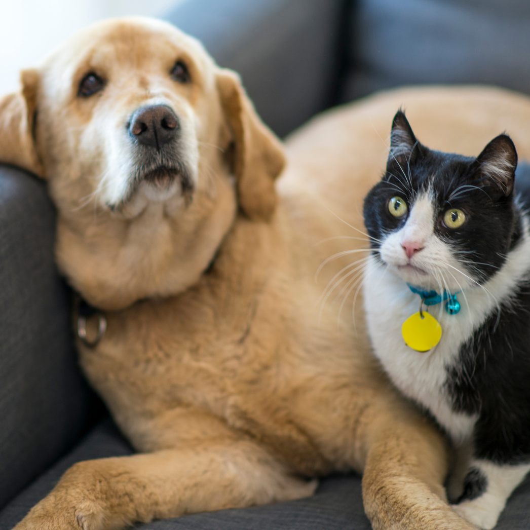 Katzen und Hunde sind die beliebtesten Haustiere in Österreich.