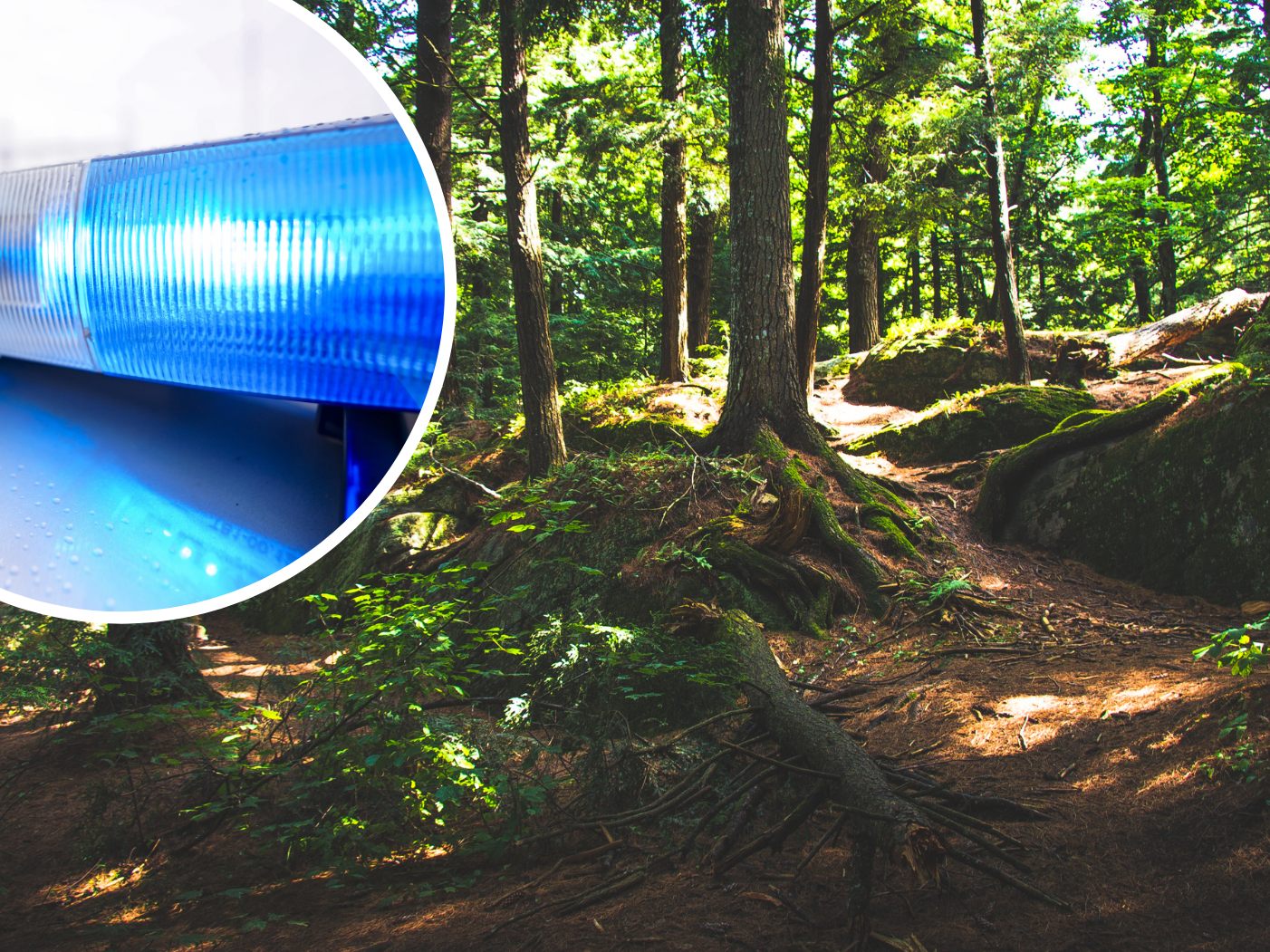 In Kärnten haben sich zwei Kinder in einem Wald verirrt. In Kärnten haben sich zwei Kinder in einem Wald verirrt.