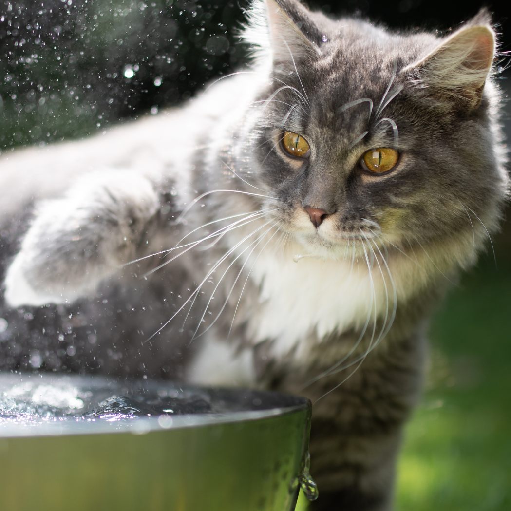 So helft ihr euren Katzen bei der Hitze.
