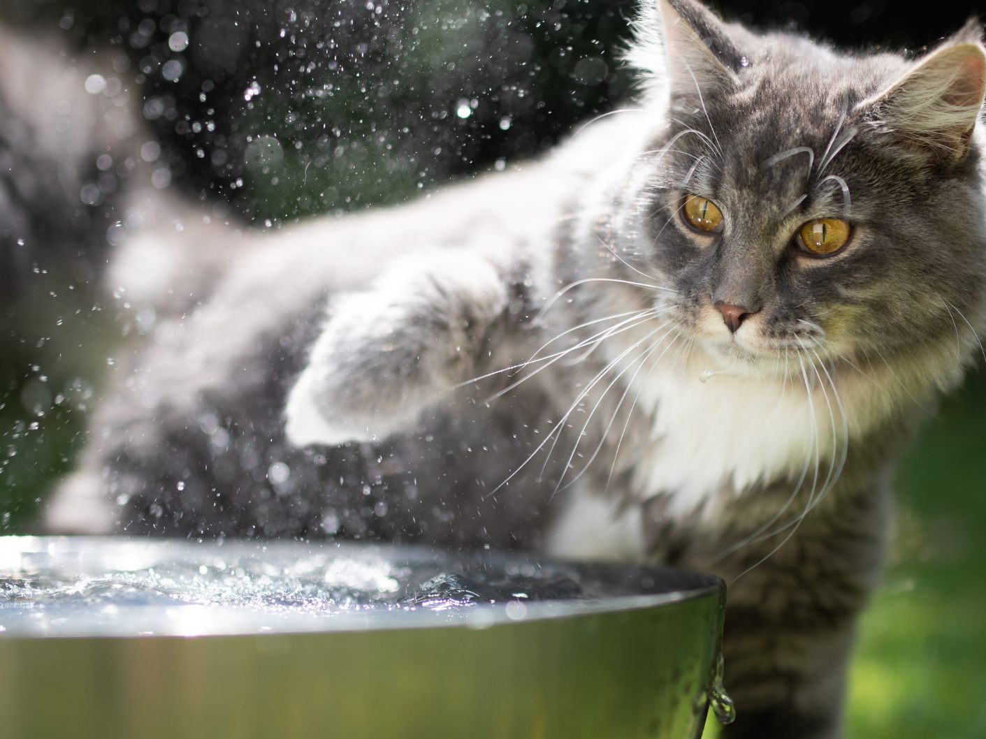 So helft ihr euren Katzen bei der Hitze. So helft ihr euren Katzen bei der Hitze.