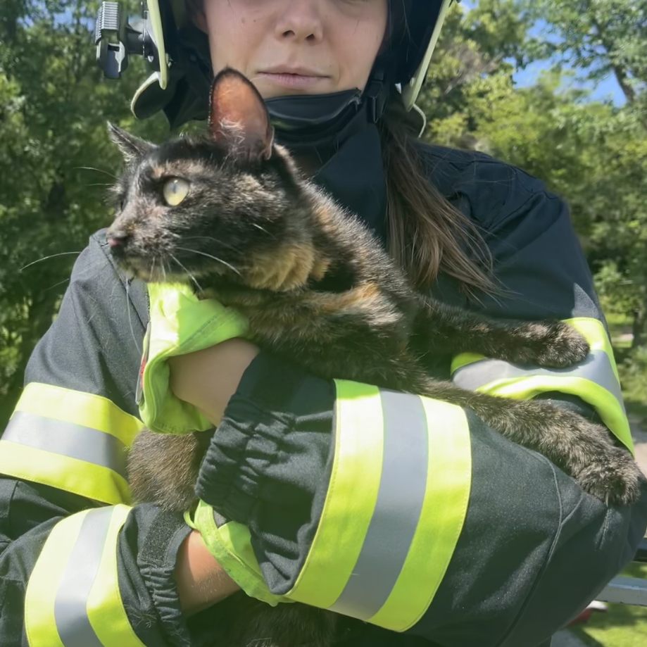 Die FF Wiener Neustadt konnte eine Katze und einen Vogel retten.