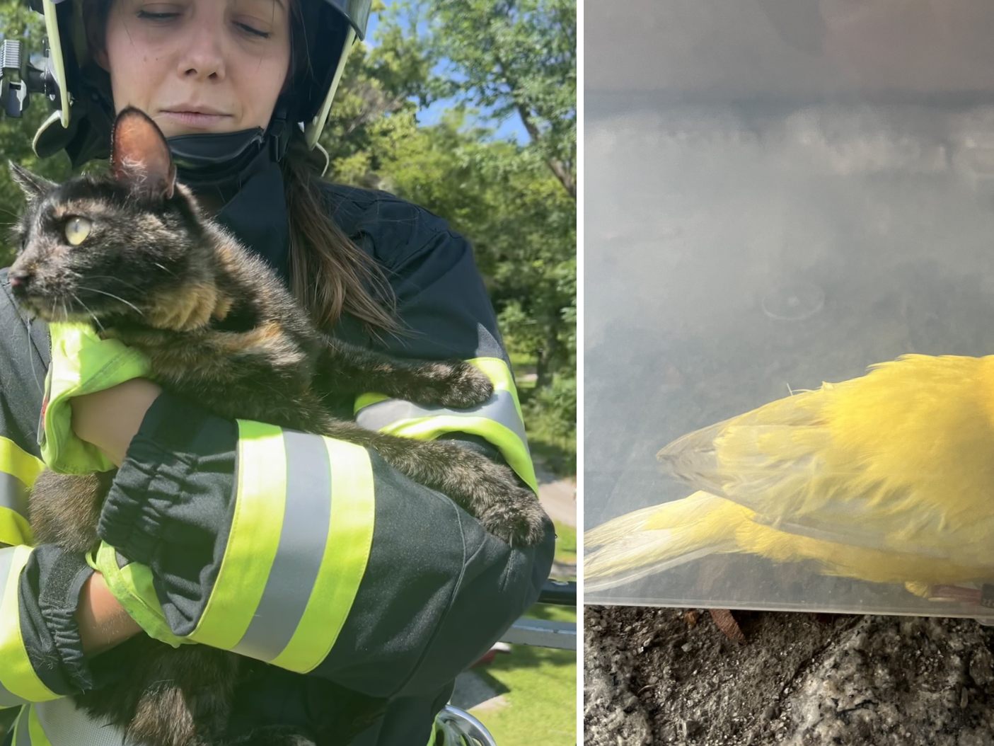 Die FF Wiener Neustadt konnte eine Katze und einen Vogel retten.