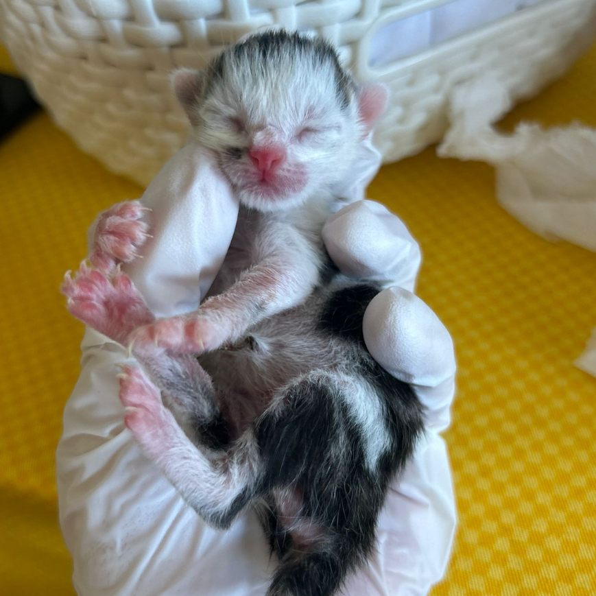 Am Rande des Donauinselfests wurden diese Baby-Katzen gerettet.