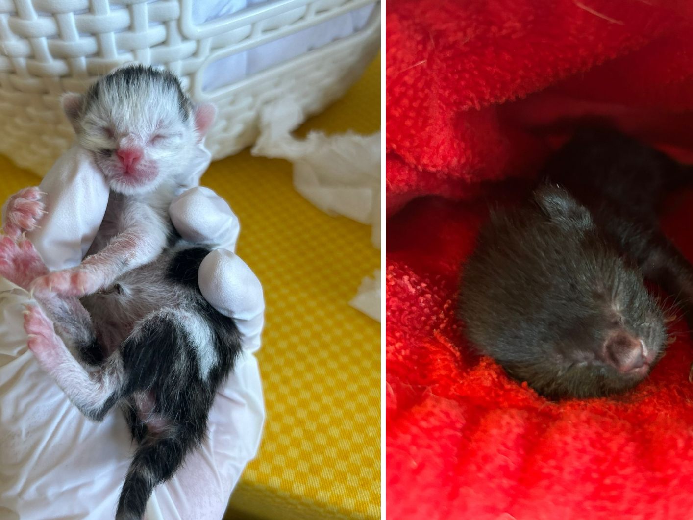 Am Rande des Donauinselfests wurden diese Baby-Katzen gerettet. Am Rande des Donauinselfests wurden diese Baby-Katzen gerettet.