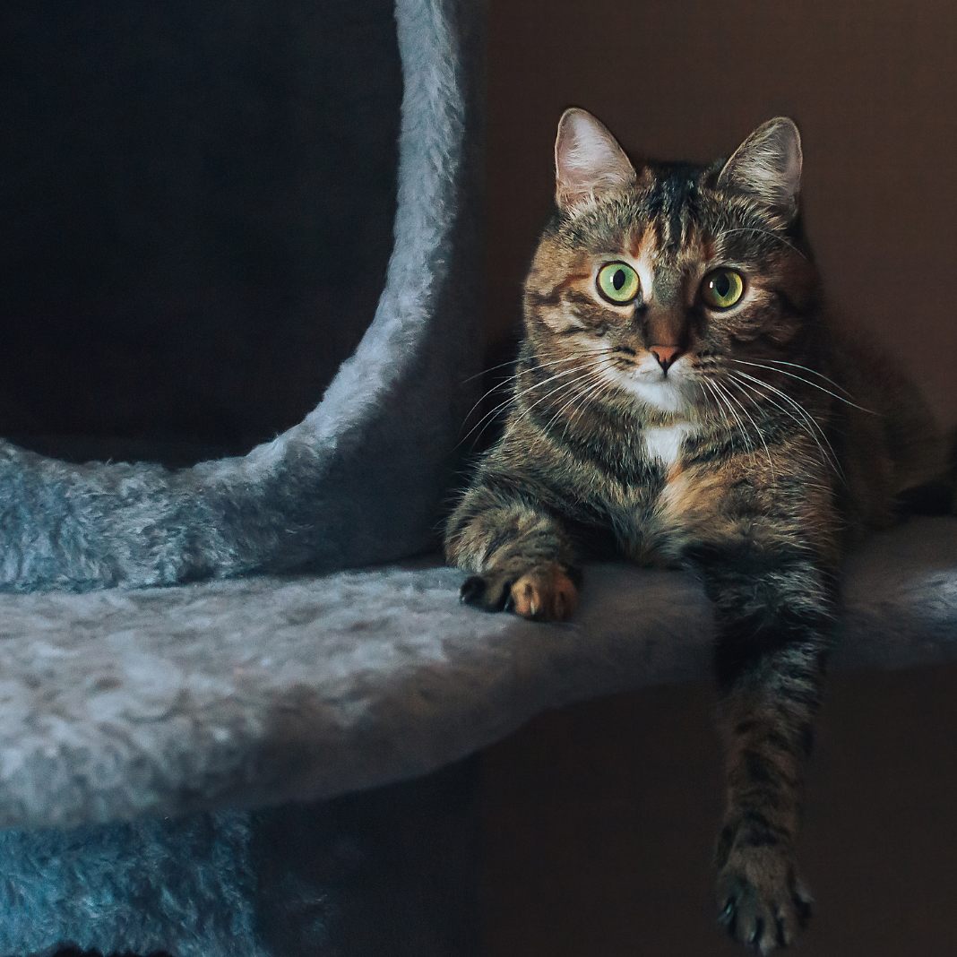 Aus diesen Gründen schmeißen Katzen gerne Dinge von Tischen.