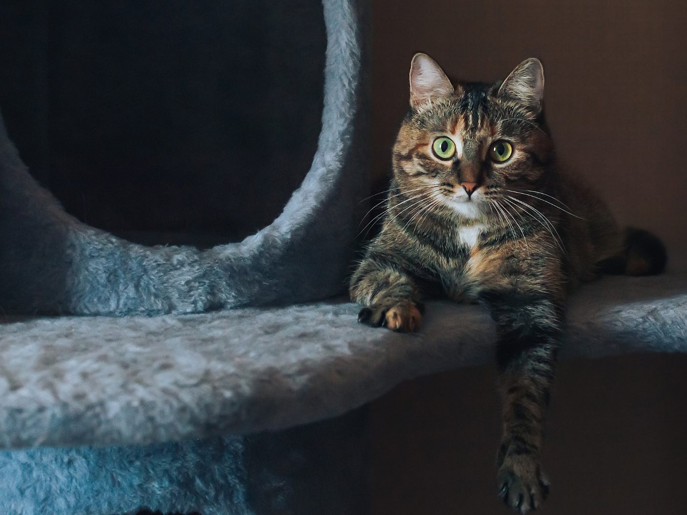 Aus diesen Gründen schmeißen Katzen gerne Dinge von Tischen. Aus diesen Gründen schmeißen Katzen gerne Dinge von Tischen.
