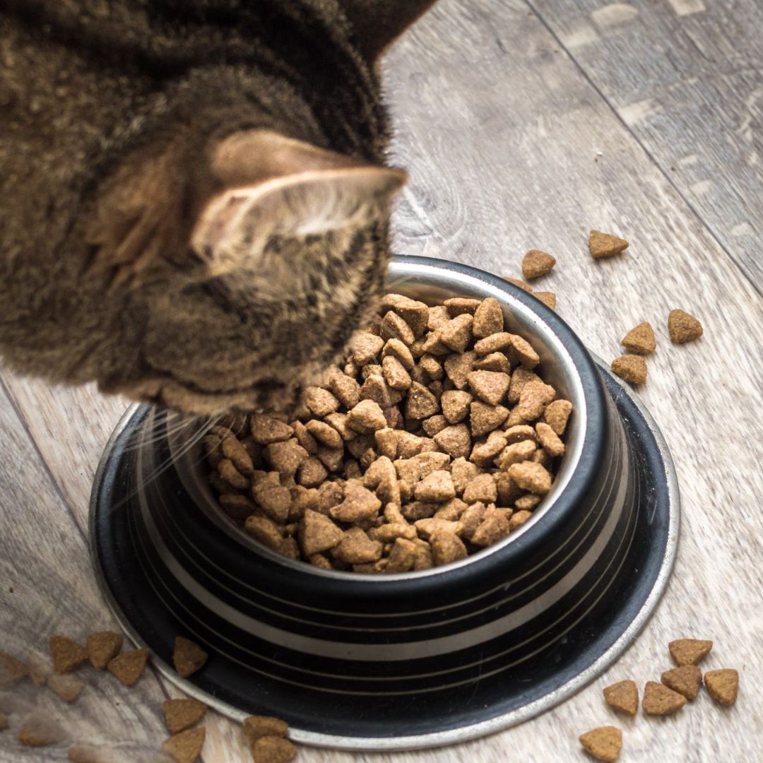 Zwei Drittel des getesteten Trockenfutters für Katzen sind empfehlenswert.