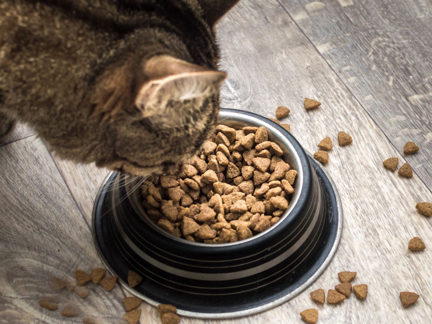Zwei Drittel des getesteten Trockenfutters für Katzen sind empfehlenswert. Zwei Drittel des getesteten Trockenfutters für Katzen sind empfehlenswert.