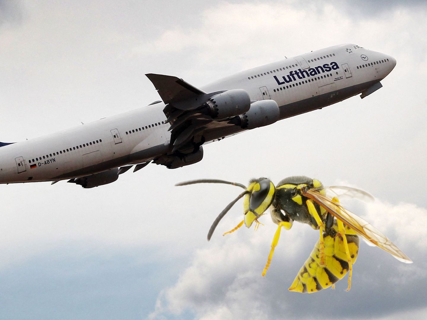 Eine Wespe legte eine Lufthansa-Maschine lahm.