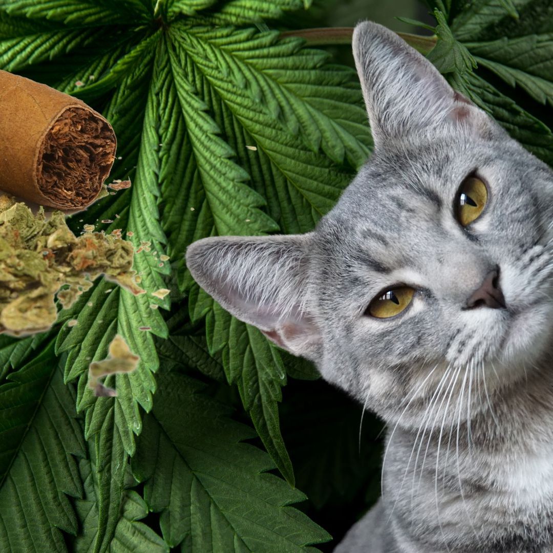 Vorsicht beim Konsum von Marihuana, wenn ihr Haustiere habt.