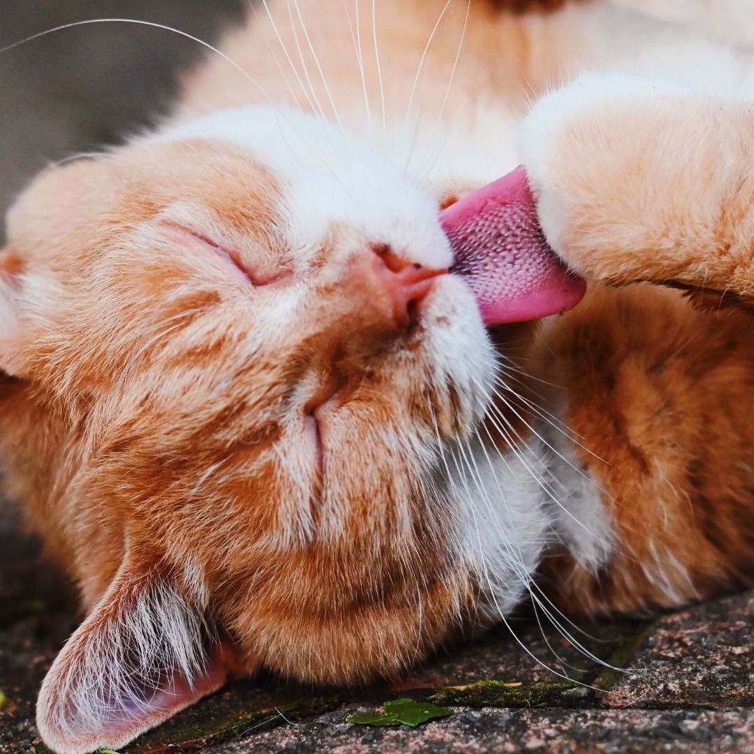 Fünf spannende Fakten über Katzen.