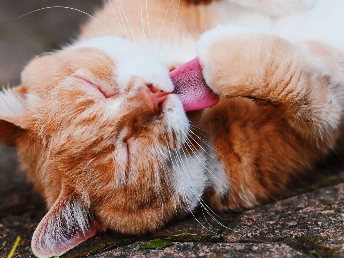Fünf spannende Fakten über Katzen. Fünf spannende Fakten über Katzen.