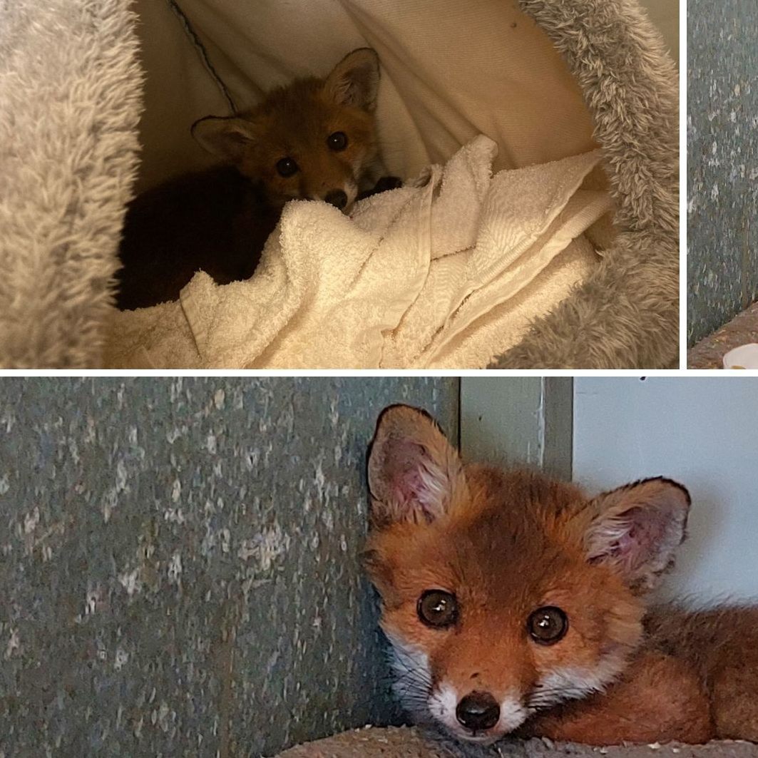 Wie der verwaiste kleine Fuchs heißen soll, darüber kann auf den Social-Media-Kanälen beim Tierschutz Austria abgestimmt werden.