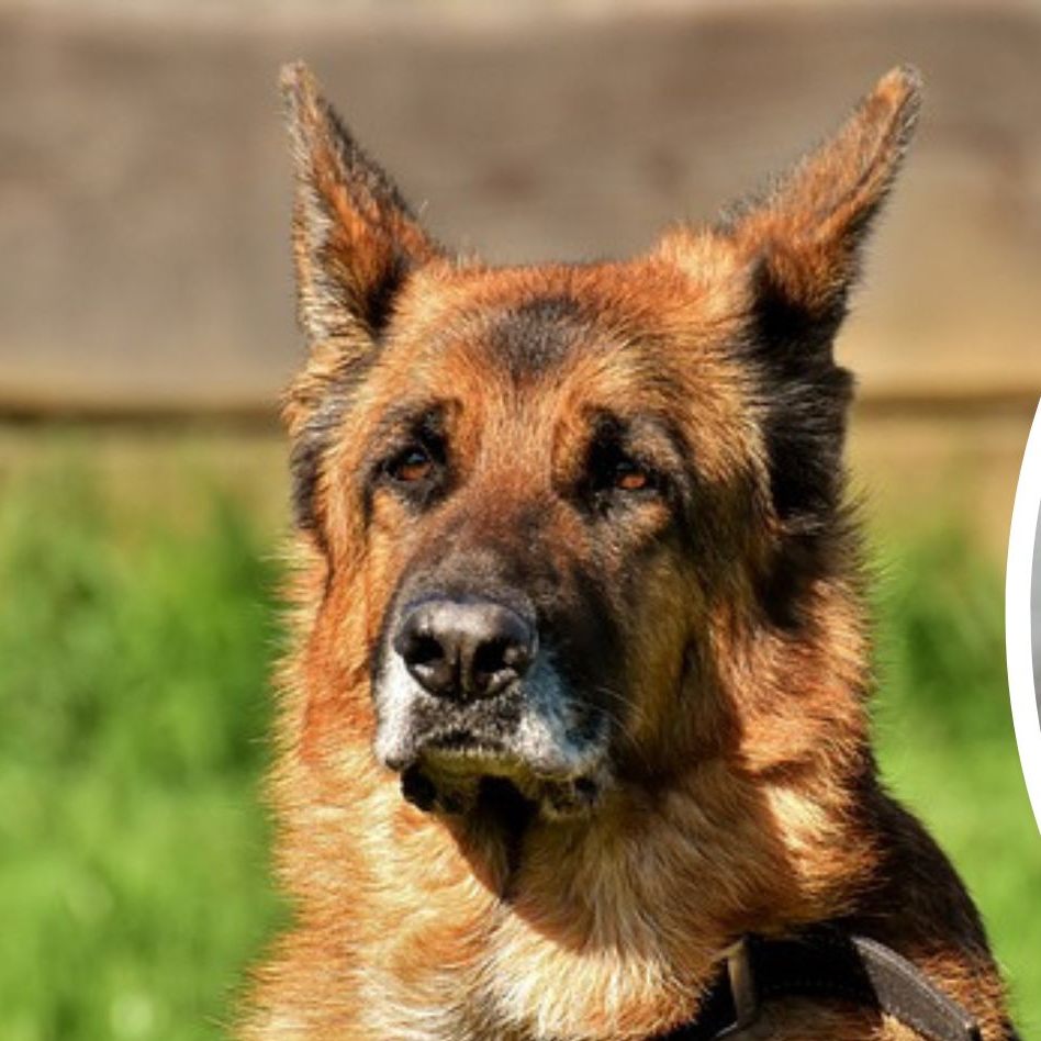 Sechs Hunde vielen eine 71-Jährige an und verletzten sie schwer.