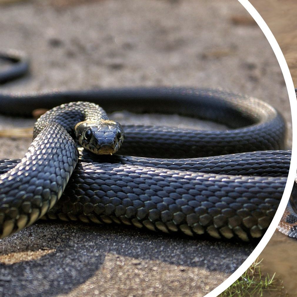 Das sollten Sie bei einem Schlangenfund tun.