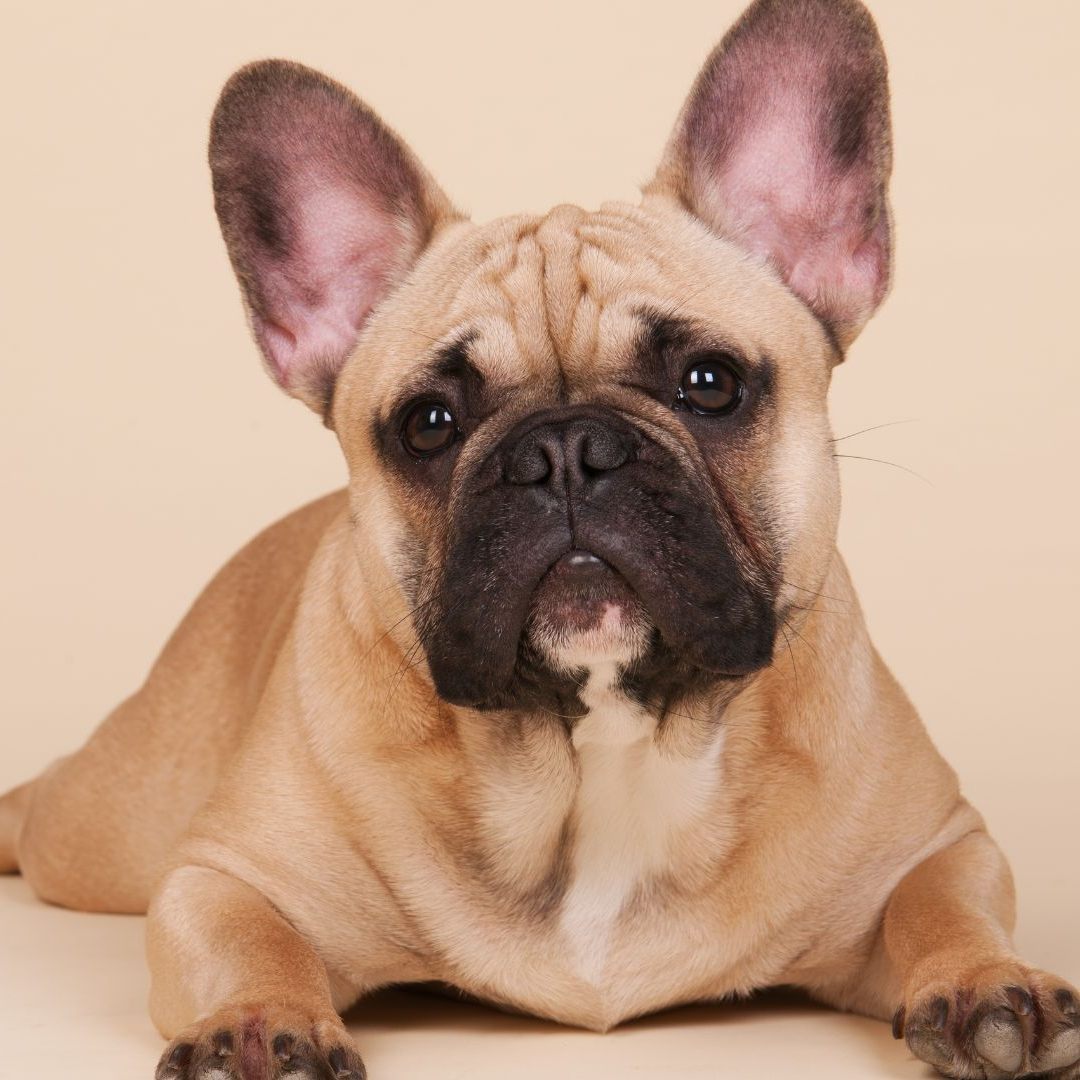 Ein 37-Jähriger hat in Wien-Floridsdorf eine französische Bulldogge vom Balkon geworfen - der Hund starb.