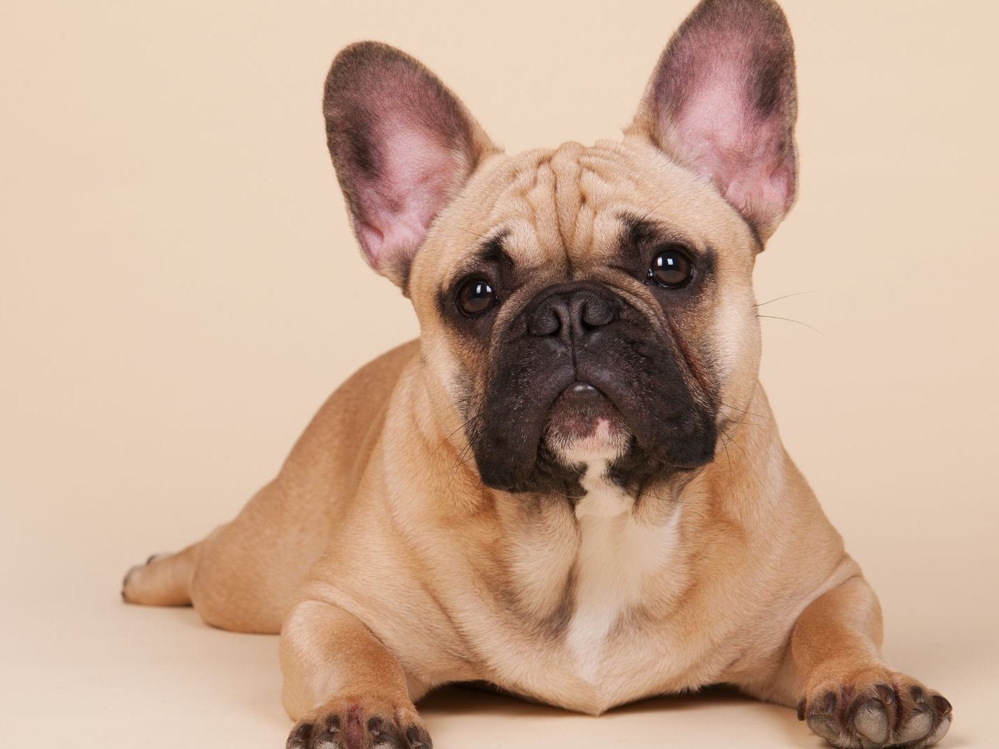 Ein 37-Jähriger hat in Wien-Floridsdorf eine französische Bulldogge vom Balkon geworfen - der Hund starb. Ein 37-Jähriger hat in Wien-Floridsdorf eine französische Bulldogge vom Balkon geworfen - der Hund starb.