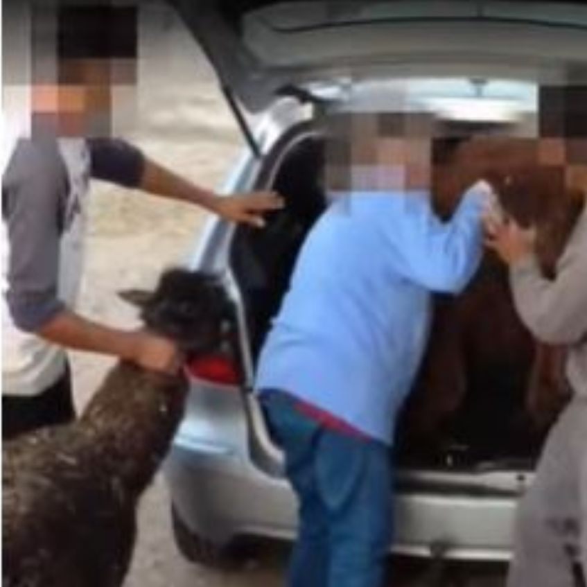 Ein auf Youtube veröffentlichtes Video zeigt, wie der Zirkusdirektor von Circus Safari dabei hilft, Alpakas in einen PKW zu zwängen.