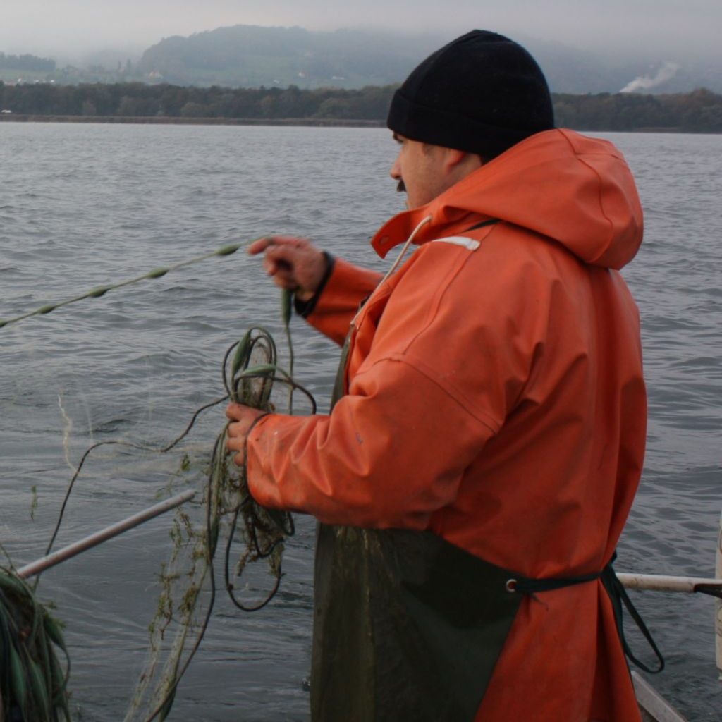 Felchen sind wichtige Brotfische für die Vorarlberger Berufsfischer.
