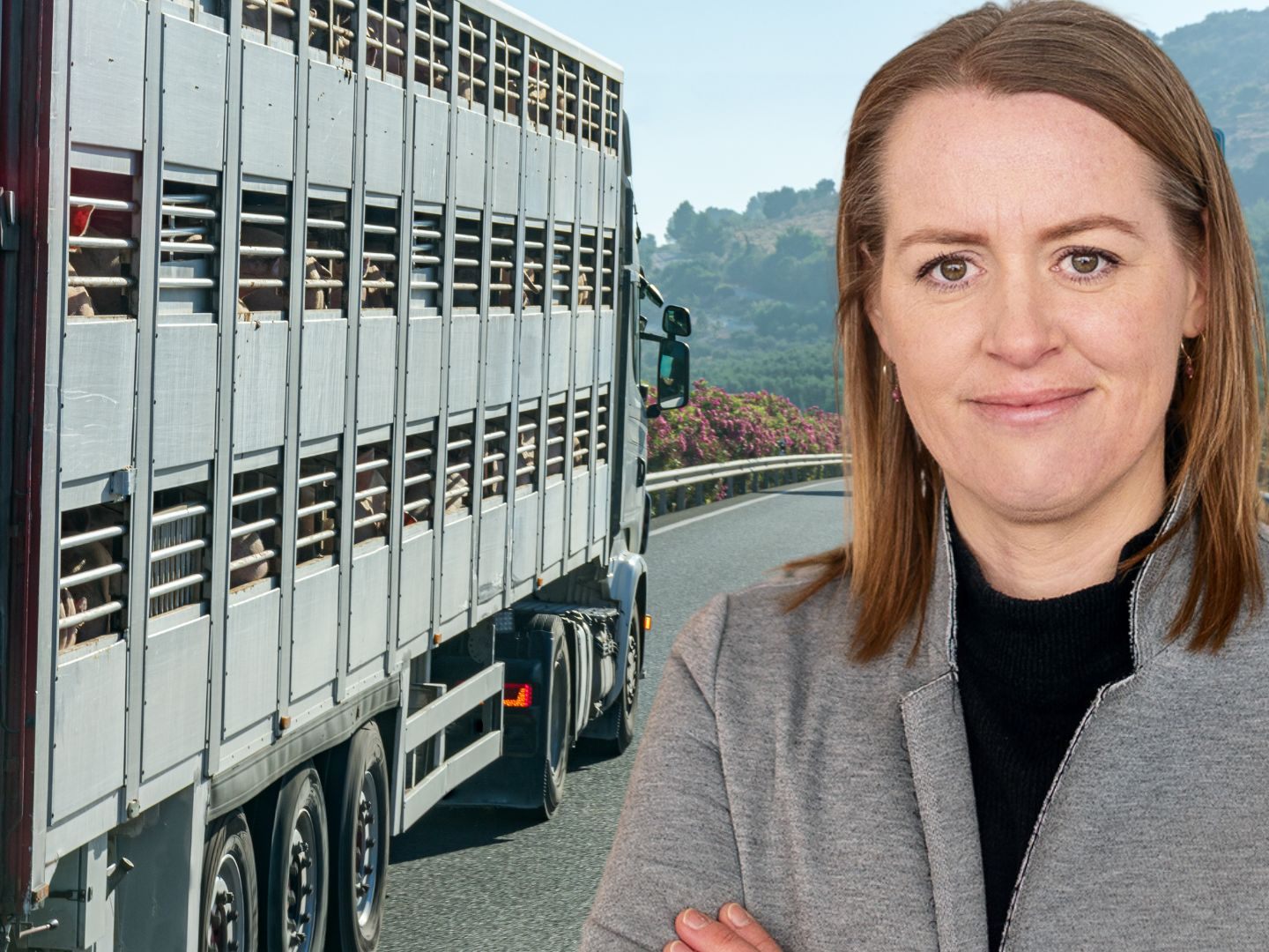 Die Vorarlberger Grünen üben scharfe Kritik an den Kälbertransporten nach Spanien.