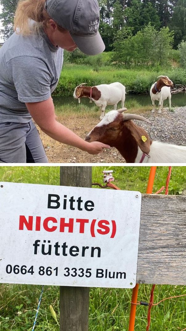 Stefanie Blum verlor durch Fremdfütterung vier Ziegen, immer wieder werden Tiere krank.