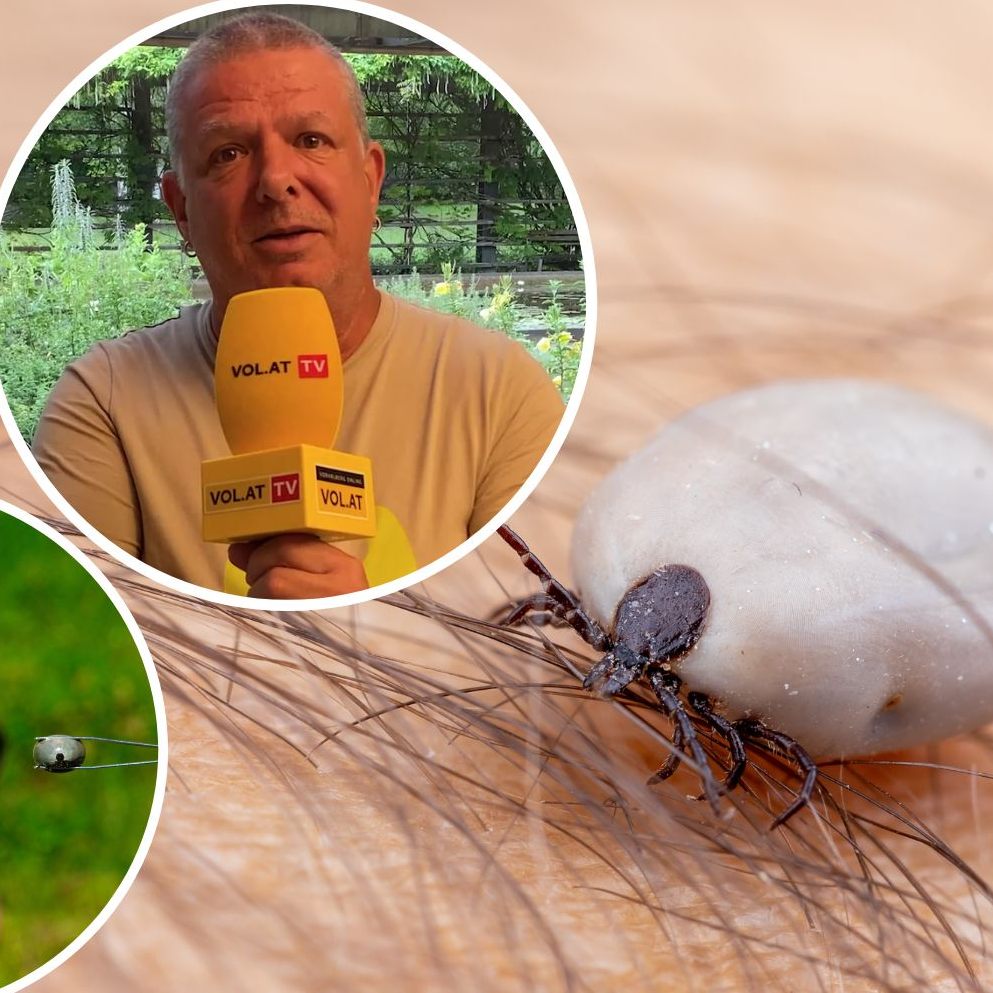 Wie infektiös sind die Zecken im Ländle derzeit?