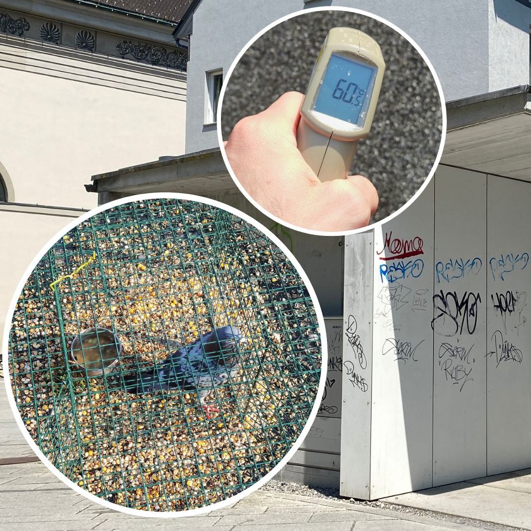 Der Tierschutzverein Rankweil ortet einen Fall von Tierquälerei in Dornbirn.