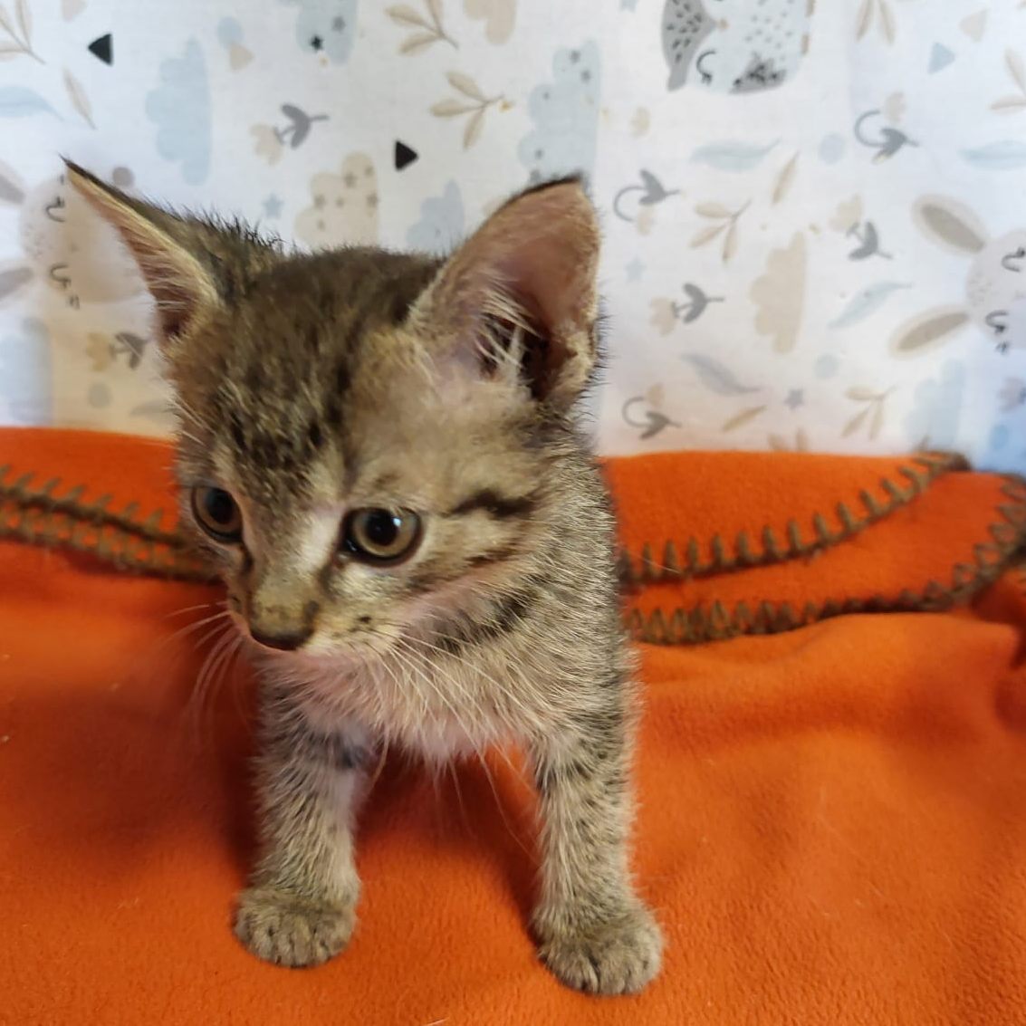 Dieses Katzenbaby war als "blinder Passagier" unterwegs.