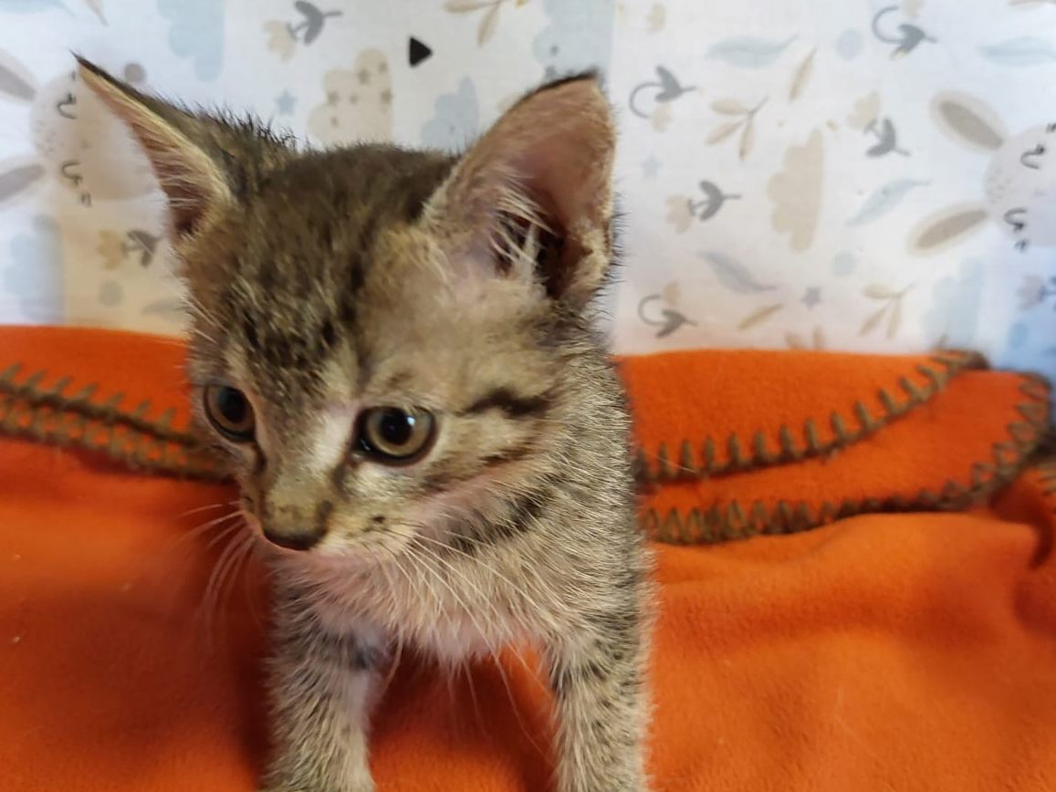 Dieses Katzenbaby war als "blinder Passagier" unterwegs. Dieses Katzenbaby war als "blinder Passagier" unterwegs.