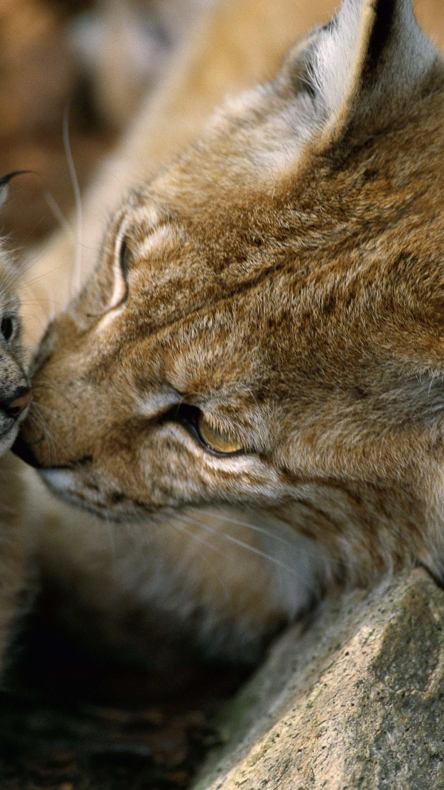 Luchse sind in Österreich gefährdet.